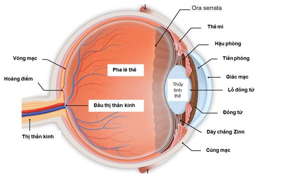 Công nghệ chụp đáy mắt giúp chẩn đoán bệnh võng mạc- Ảnh 2.