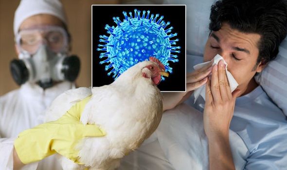 Triệu chứng nhiễm cúm A/H5N1 và các giai đoạn tiến triển của bệnh- Ảnh 1.