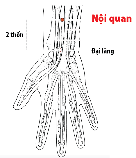 Day bấm huyệt giúp giảm say rượu- Ảnh 3.