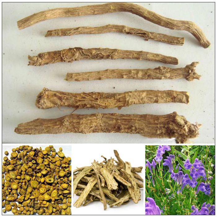 Các vị thuốc, bài thuốc trị rối loạn kinh nguyệt- Ảnh 2. re-hoang-cam-duoc-dung-lam-thuoc