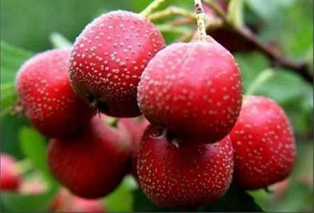 Món ăn bài thuốc giúp tiêu mỡ, giải ngấy, giải ngán sau tết- Ảnh 2. Món ăn bài thuốc giúp tiêu mỡ, giải ngấy, giải ngán sau tết- Ảnh 2.