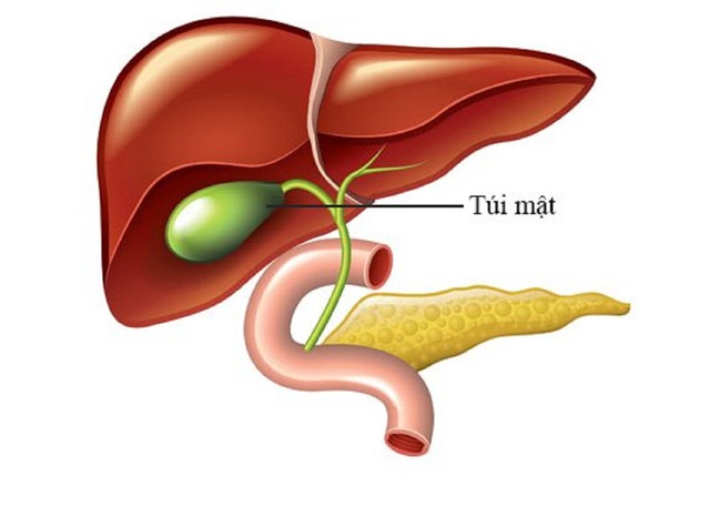 Polyp túi mật là sự phát triển bất thường của các mô, nhô ra khỏi niêm mạc bên trong túi mật.