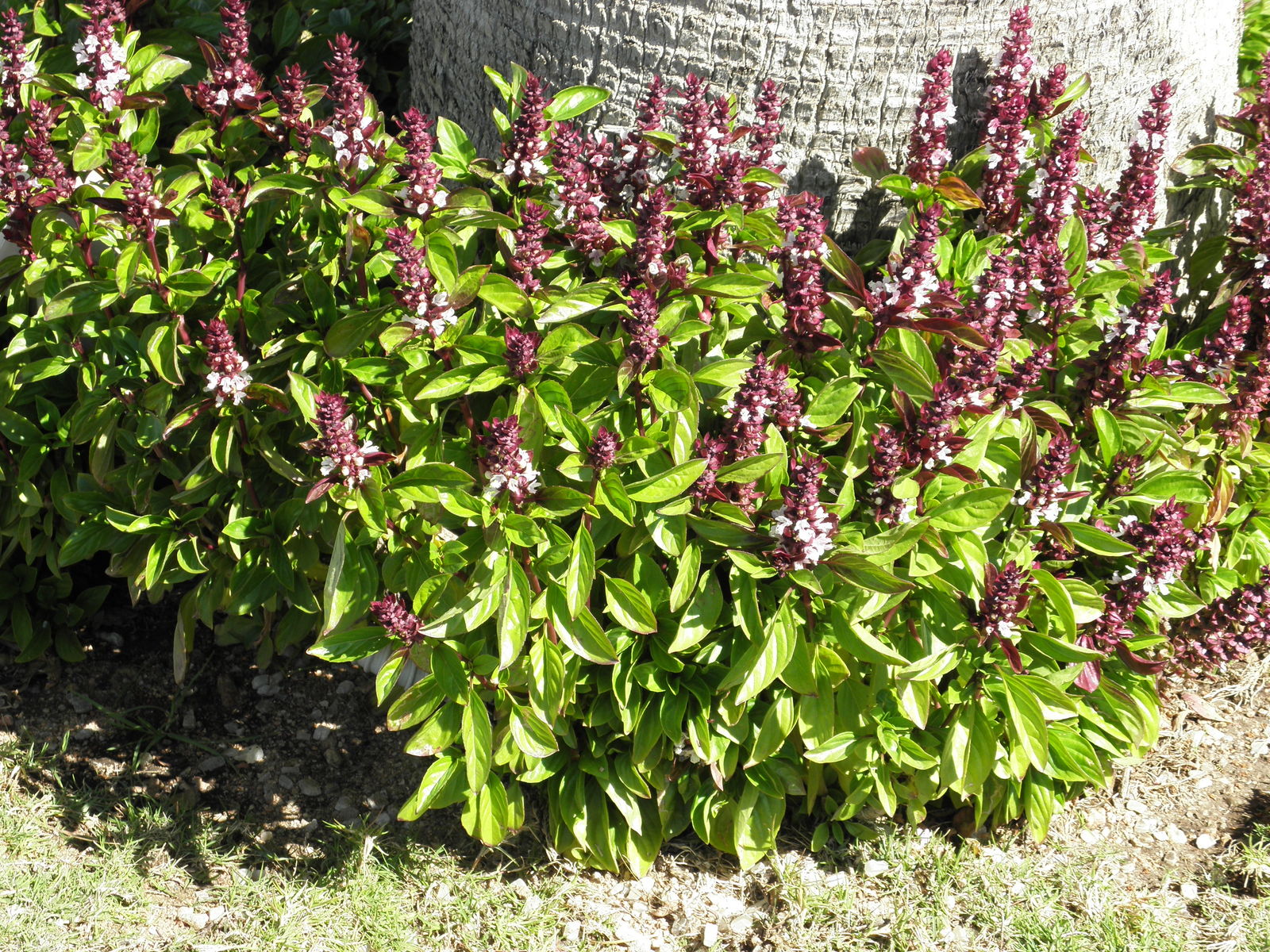 Ocimum basilicum L. | Plants of the World Online | Kew Science