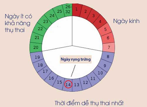 Cách tính thời gian rụng trứng dựa vào chu kỳ kinh nguyệt để tránh thai- Ảnh 1.