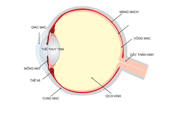 Giác mạc là phần không thể thiếu của đôi mắt, có vai trò như thấu kính hội tụ đưa hình ảnh lên võng mạc để chúng ta nhìn thấy sự vật.