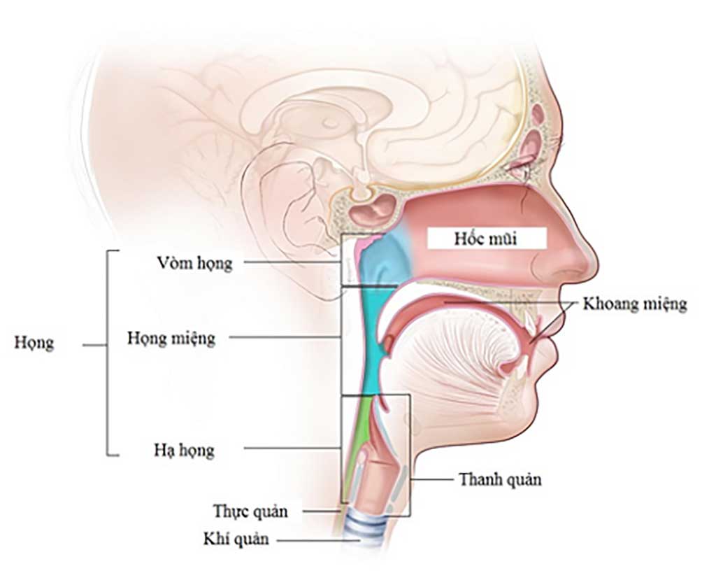 Câu hỏi thường gặp liên quan đến ung thư vòm họng- Ảnh 1.