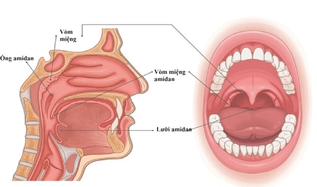 Các phương pháp điều trị viêm VA ở trẻ nhỏ- Ảnh 2.