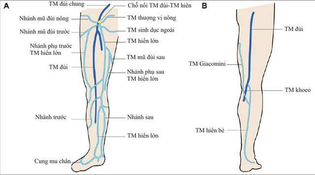 Giải phẫu hệ tĩnh mạch chi dưới.