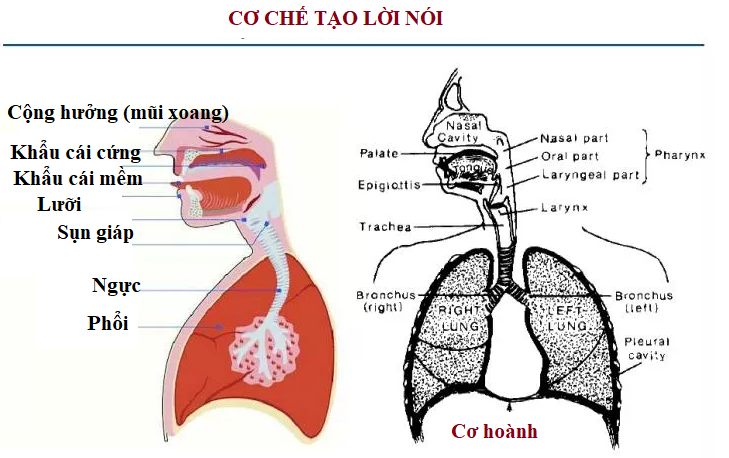 16 bài tập chuyên biệt dành cho người câm- Ảnh 1.