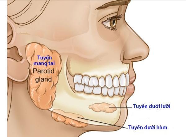 U tuyến nước bọt: Bệnh nhân nên ăn gì, kiêng gì?- Ảnh 1.