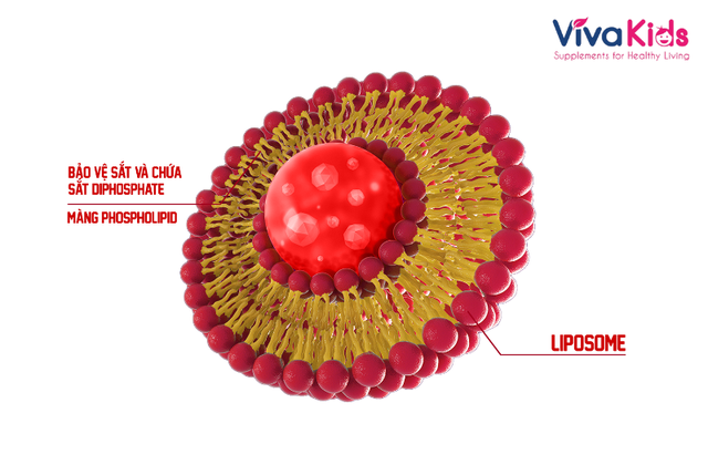 Công nghệ liposome – Bí quyết giúp cơ thể hấp thụ sắt tối ưu, giảm tác dụng phụ- Ảnh 1.