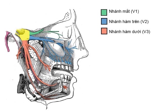 Bài tập cho người đau dây thần kinh sinh ba- Ảnh 1.