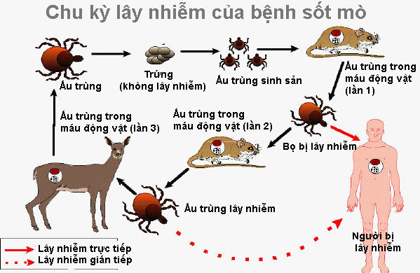 Thuốc nào điều trị sốt mò?- Ảnh 1.