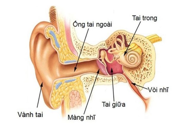 Viêm tai giữa là tình trạng tổn thương tai giữa dưới tác động của các tác nhân gây bệnh như vi khuẩn, virut,…