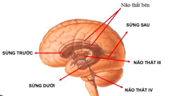 Bài tập nâng cao thể lực cho người bệnh giãn não thất- Ảnh 1. 4.1