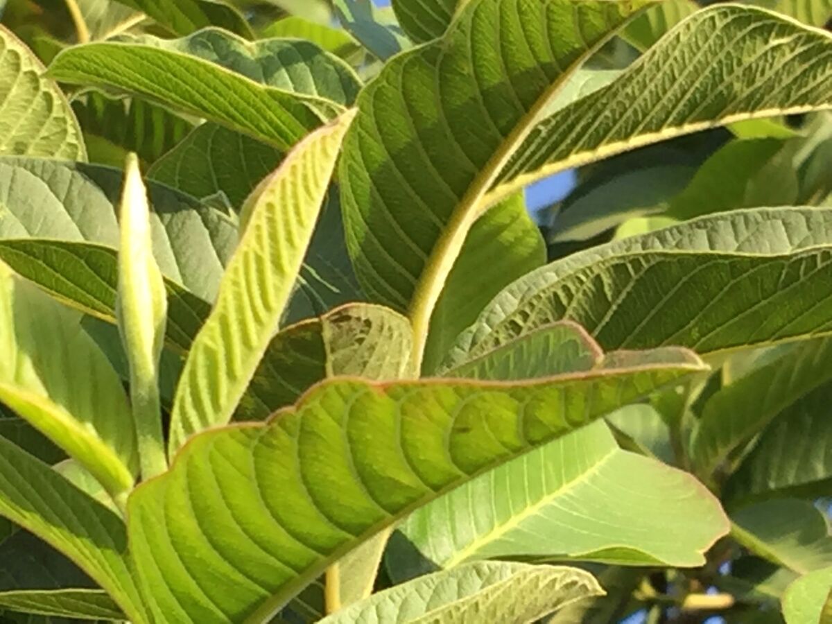 Uống nước lá ổi bao lâu thì giảm cân?- Ảnh 1. 50 Guava Leaves from S. California Home Garden Organic Fresh Green Cut Nature | eBay