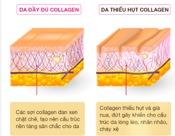 Cách tăng cường collagen tự nhiên hàng ngày giúp da khỏe, đẹp- Ảnh 1.