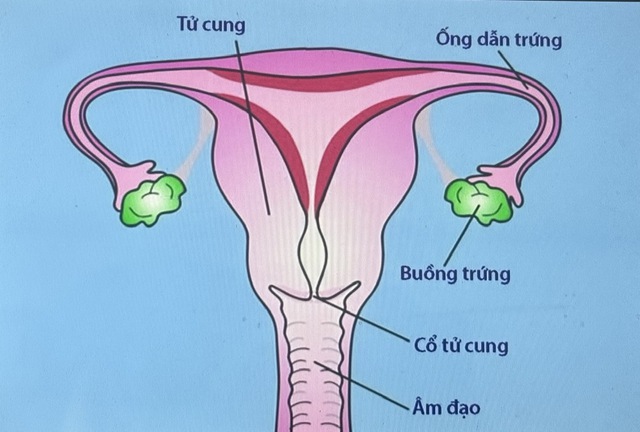 Vì sao phụ nữ nên đi khám vùng chậu?- Ảnh 1. Vì sao phụ nữ nên đi khám vùng chậu?- Ảnh 1.
