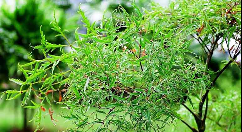 5 vị thuốc phòng và trị rối loạn tiền đình- Ảnh 1. 5 vị thuốc phòng và trị rối loạn tiền đình- Ảnh 1.