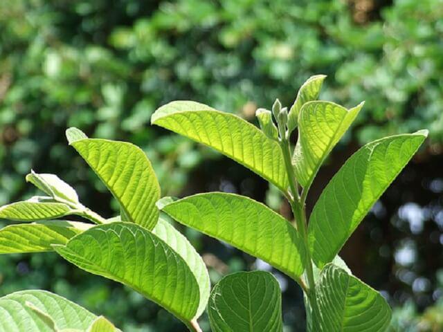 Uống nước lá ổi thay nước lọc hằng ngày gây hại như thế nào?- Ảnh 1. Uống nước lá ổi thay nước lọc hằng ngày gây hại như thế nào?- Ảnh 1.