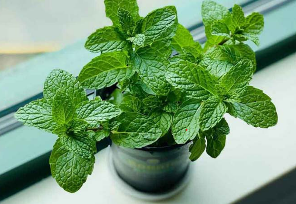 Khám phá lợi ích sức khỏe tiềm năng của bạc hà- Ảnh 1. Khám phá lợi ích sức khỏe tiềm năng của bạc hà- Ảnh 1.