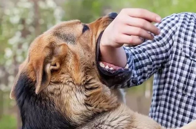 Thiếu niên tử vong nghi do bệnh dại sau nhiều lần bị chó cắn mà không tiêm phòng- Ảnh 1. Thiếu niên tử vong nghi do bệnh dại sau nhiều lần bị chó cắn mà không tiêm phòng- Ảnh 1.