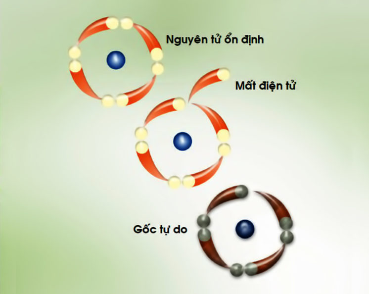 Vì sao chất chống oxy hóa giúp ngăn ngừa lão hóa?- Ảnh 1. Vì sao chất chống oxy hóa giúp ngăn ngừa lão hóa?- Ảnh 1.