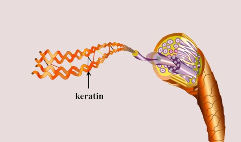 Cách bổ sung keratin từ thực phẩm để có mái tóc khỏe đẹp, bóng mượt- Ảnh 1. Cách bổ sung keratin từ thực phẩm để có mái tóc khỏe đẹp, bóng mượt- Ảnh 1.