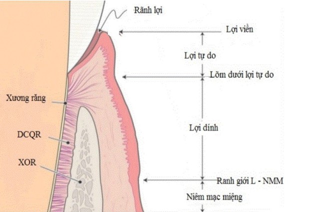 Nướu răng: 'người hùng' thường bị lãng quên- Ảnh 1. Nướu răng: 'người hùng' thường bị lãng quên- Ảnh 1.