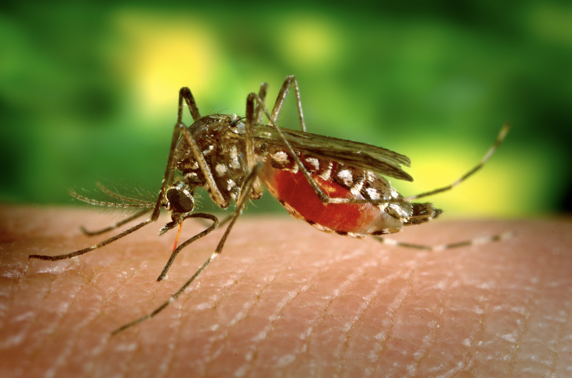 Bệnh Chikungunya do muỗi vằn truyền có biểu hiện ra sao?- Ảnh 1. Bệnh Chikungunya do muỗi vằn truyền có biểu hiện ra sao?- Ảnh 1.