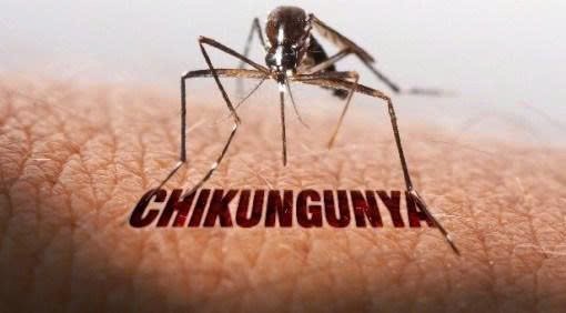 Bệnh Chikungunya từng lưu hành ở Việt Nam, TPHCM nguy cơ tái xuất cao- Ảnh 1. Bệnh Chikungunya từng lưu hành ở Việt Nam, TPHCM nguy cơ tái xuất cao- Ảnh 1.