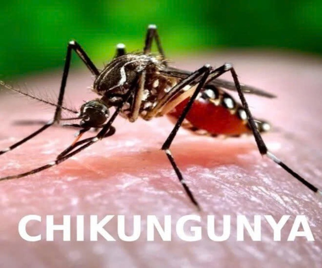 Chikungunya dễ gây tàn phế và nhầm lẫn với sốt xuất huyết- Ảnh 1. Chikungunya dễ gây tàn phế và nhầm lẫn với sốt xuất huyết- Ảnh 1.
