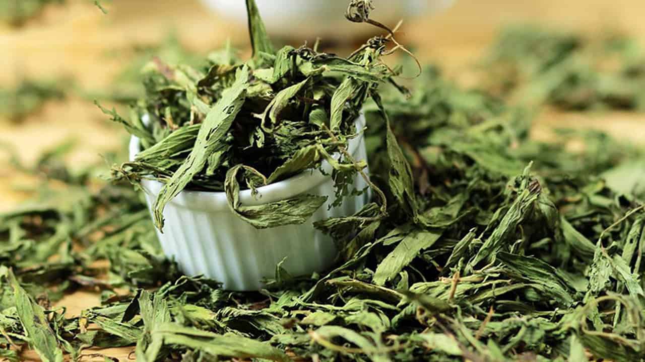 5 loại trà từ cỏ ngọt dưỡng nhan, kiểm soát cân nặng- Ảnh 1. tac-dung-cua-co-ngot-say-kho-3-1