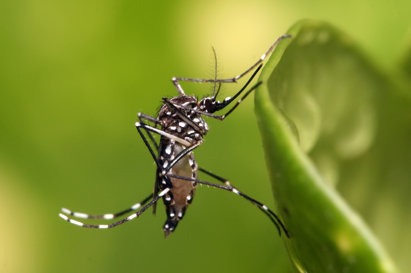 Cách nào để bảo vệ bản thân khỏi Chikungunya?- Ảnh 1. Cách nào để bảo vệ bản thân khỏi Chikungunya?- Ảnh 1.