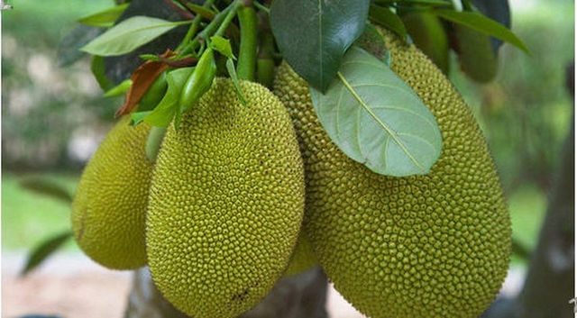 Bài thuốc chữa bệnh từ cây mít- Ảnh 1. Bài thuốc chữa bệnh từ cây mít- Ảnh 1.